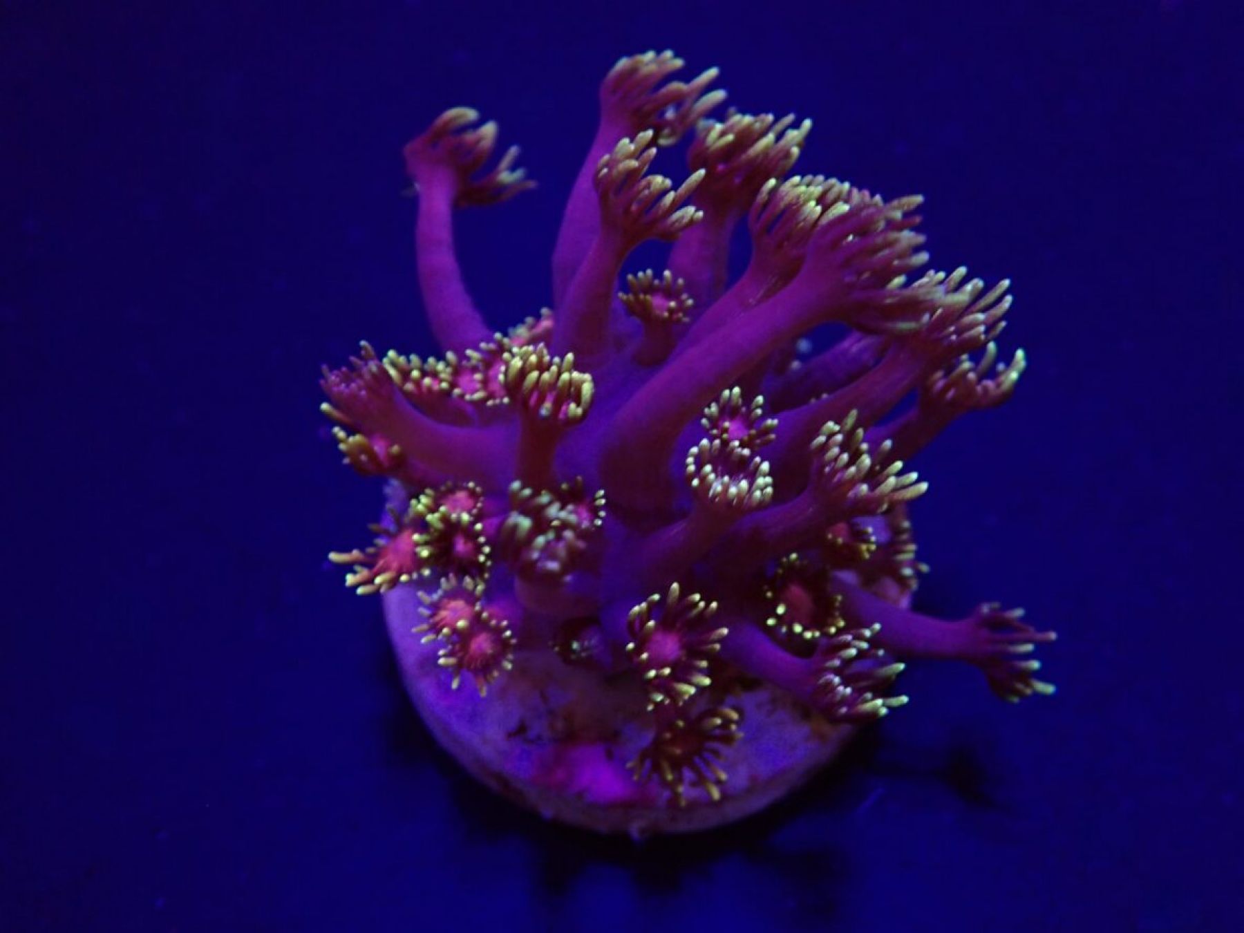 Goniopora spp. (Tequila Sunrise)